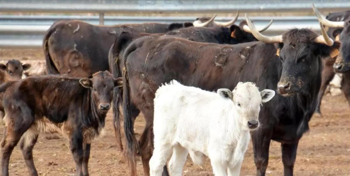 Unas vacas en la finca de Fernando Machancoses, joya genética de los bous al carrer en la Comunitat Valenciana.