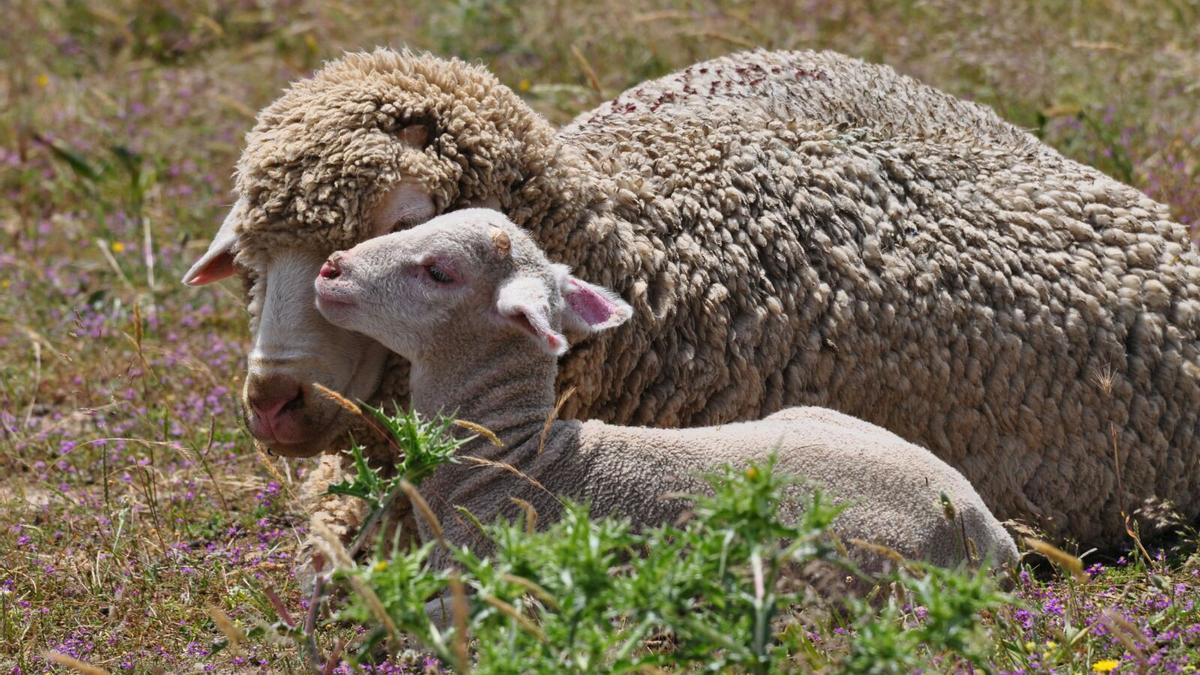 Dues ovelles en una granja.