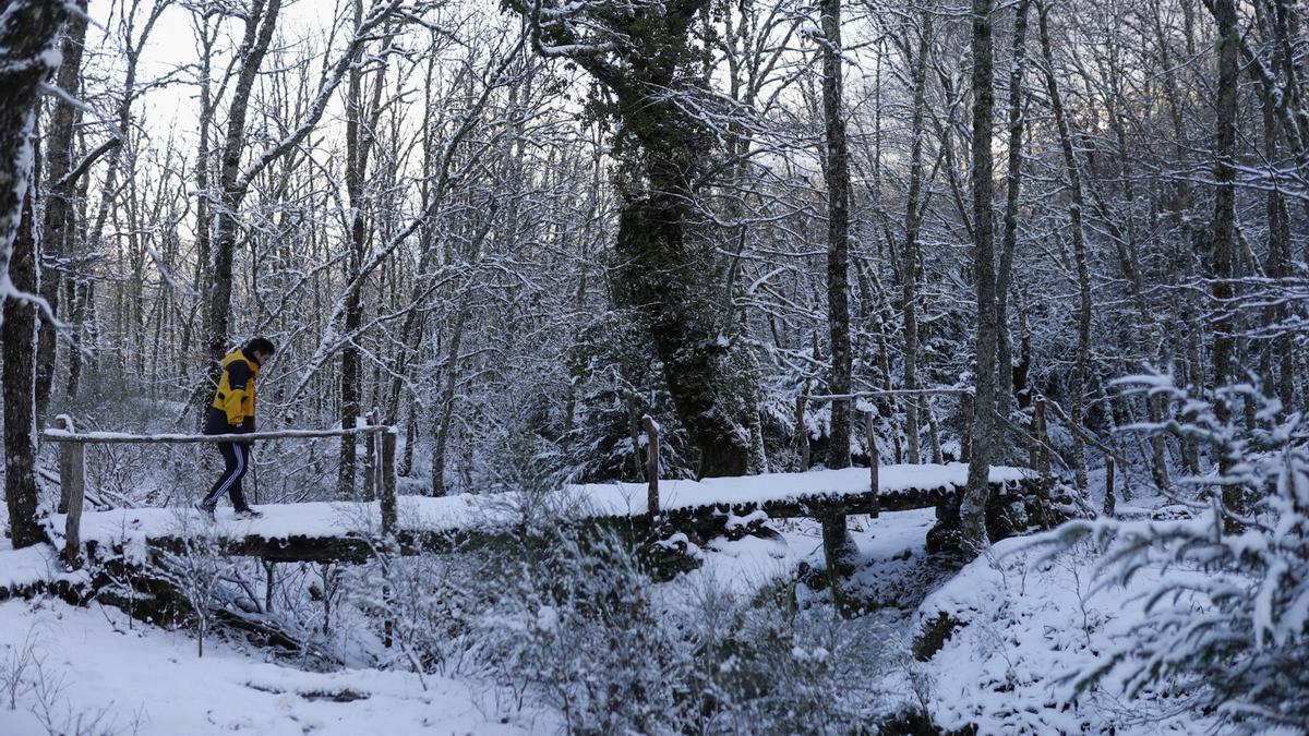 GALERÍA | La nieve deja un paisaje de ensueño en Sanabria