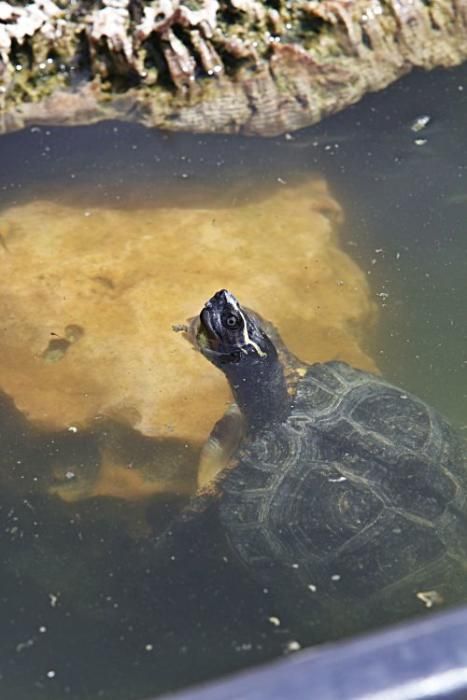 Rechtliches Tauziehen um tausend Schildkröten