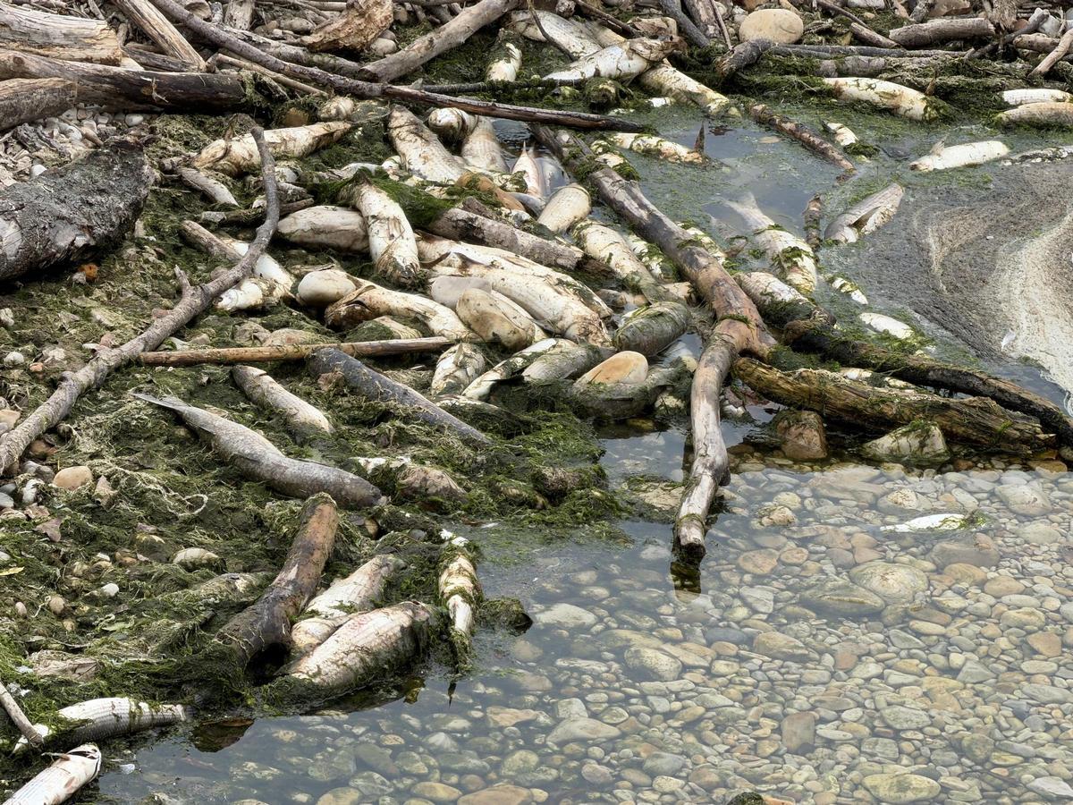 Aparecen cientos de peces muertos en una playa de Llanes