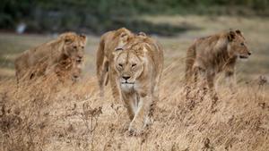 Leones africanos: sin vegetación que los oculte, resulta más difícil cazar presas.