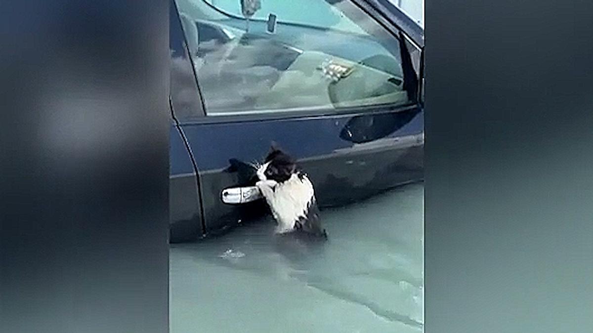 VÍDEO | El emotivo rescate de un gatito que se aferró a un coche en las inundaciones de Dubai