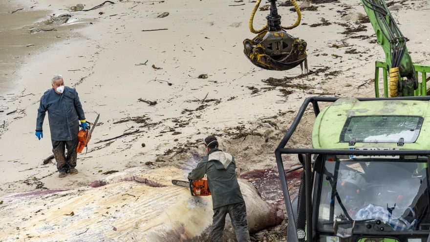 Retiran la ballena muerta que varó en una playa de Sanxenxo