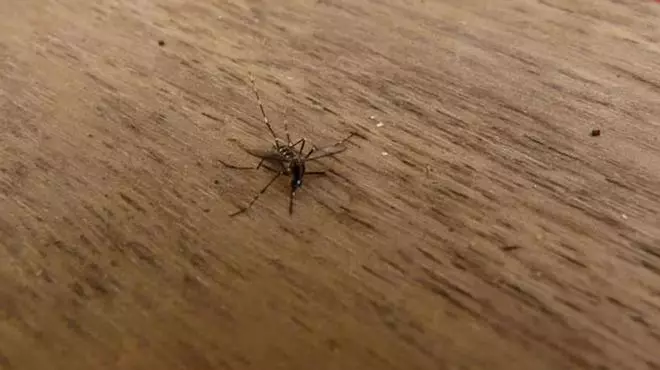 Santa Eulària contempla medidas de emergencia en el caso de enfermedades causadas por el mosquito tigre