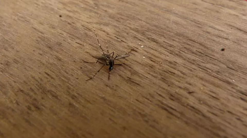Un mosquito tigre