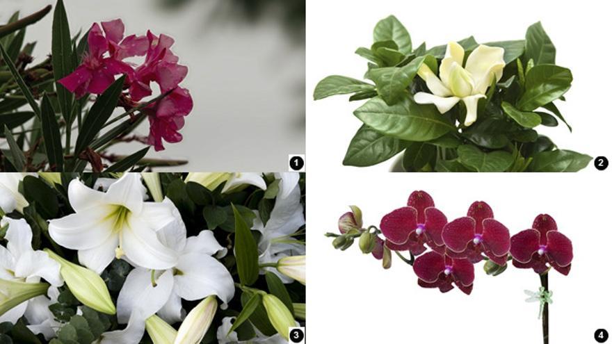 1. Adefa / 2. Gardenia / 3. Lirios / 4. Orquídea. 