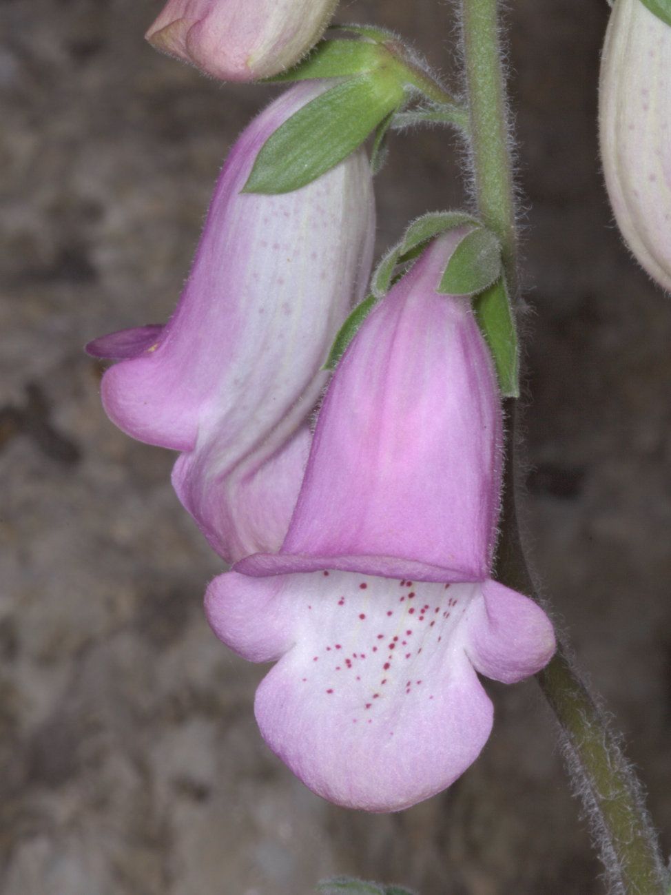 Digitalis minor.jpg