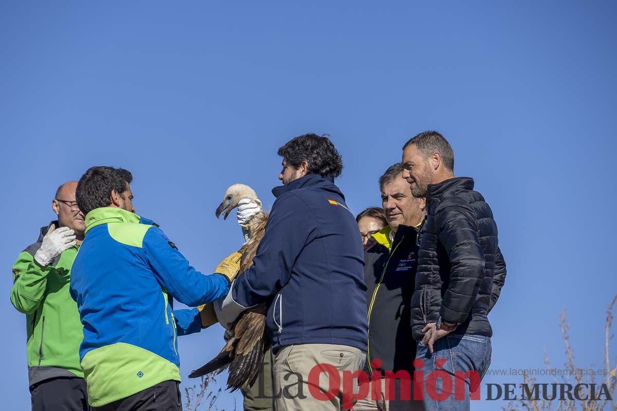 Suelta de dos buitres leonados en la Sierra de Mojantes en Caravaca