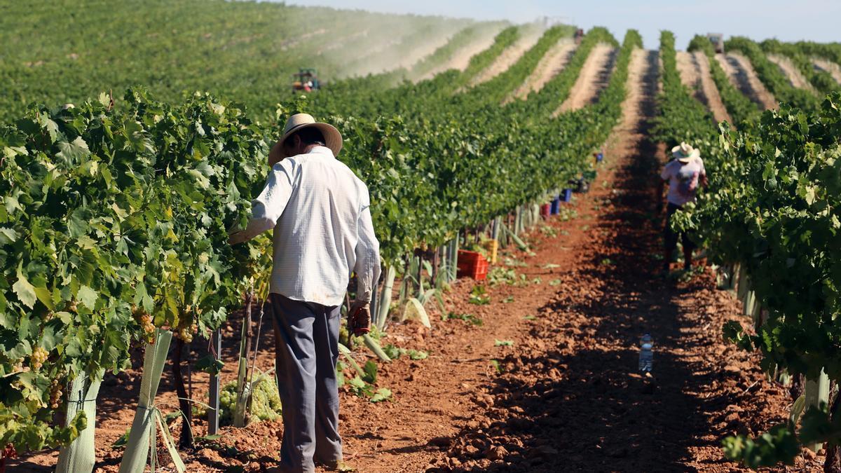 Un viticultor revisa una cepa en espaldera ubicada en un viñedo a las afueras de Montilla.