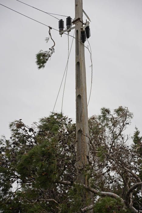 Árbol caído en Palma