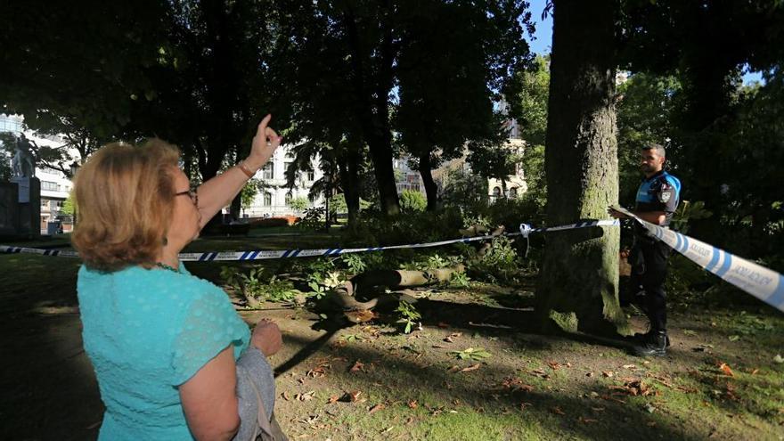 Susto en el Campo San Francisco al desplomarse un árbol que se partió por la mitad