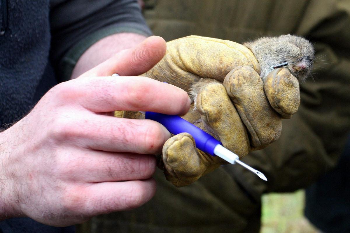 Imagen de un topillo de campesino.