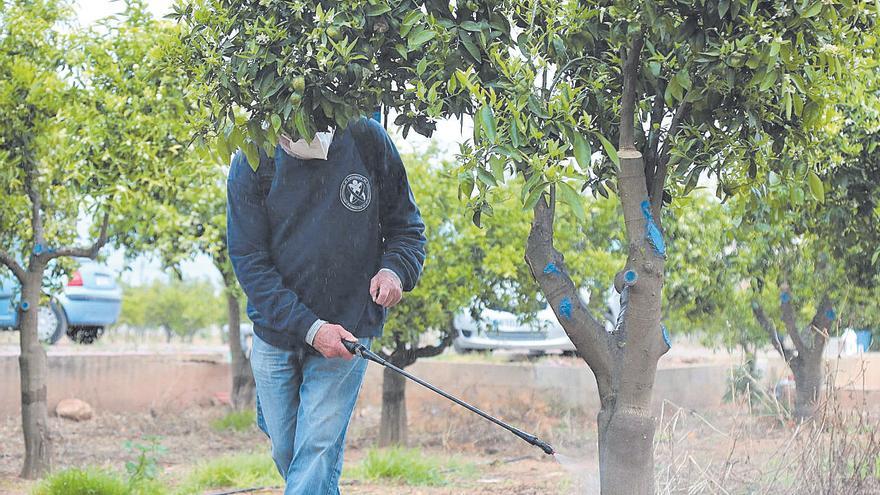 La mosca de la fruta avanza sin control en Castellón mientras Europa prohíbe más plaguicidas