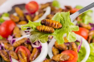 Algas, insectos y medusas podrían ser clave para garantizar la seguridad alimentaria