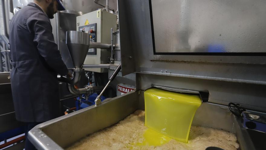 La campaña de la aceituna para aceite se generaliza en la provincia de Córdoba tras las lluvias