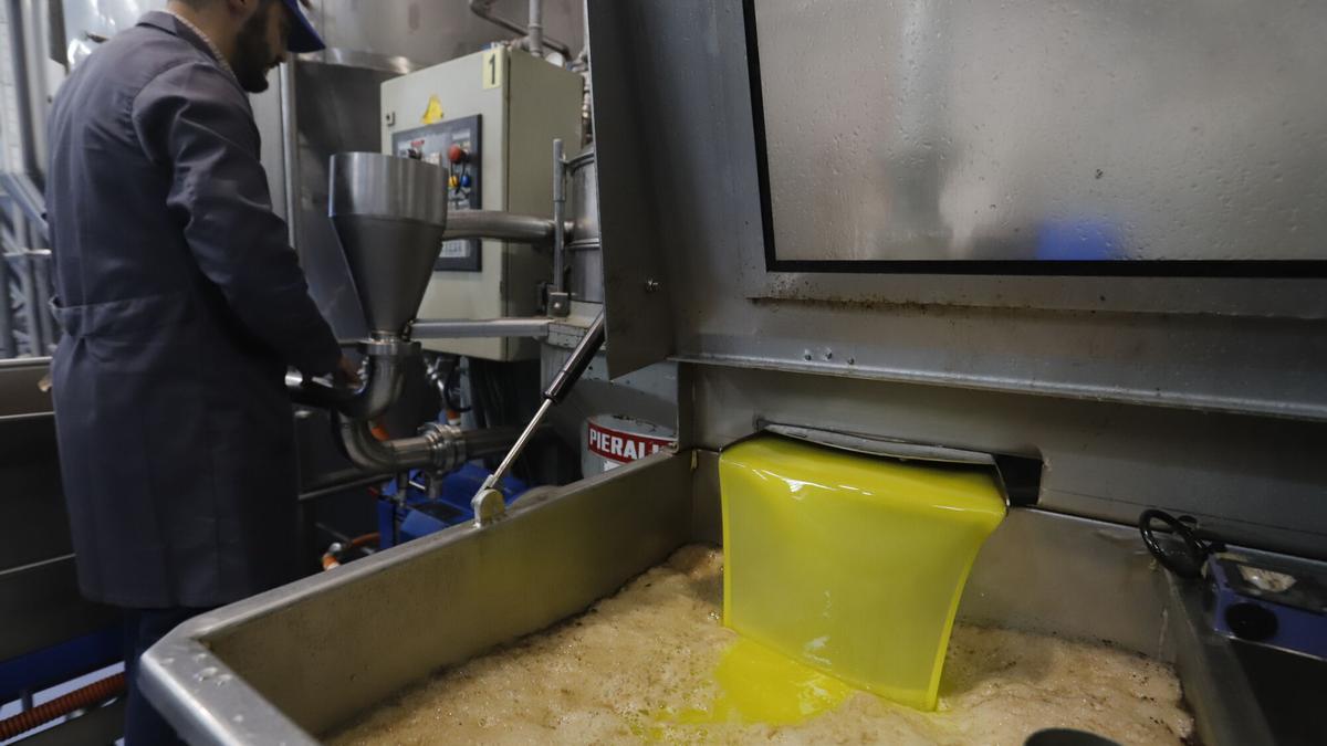 Producción de aceite en una almazara de la provincia de Córdoba.