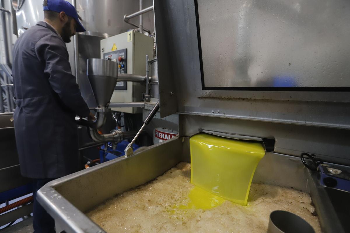 Producción de aceite en una almazara de la provincia de Córdoba.