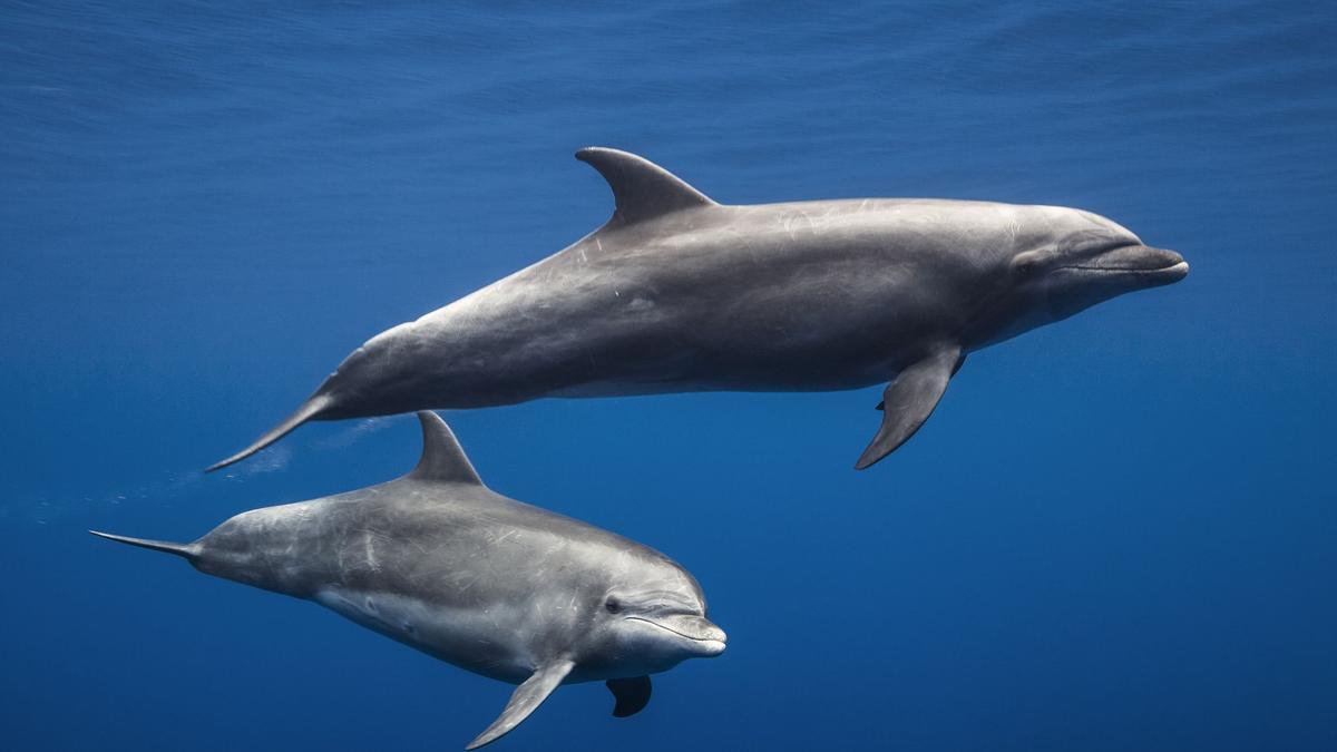 Los delfines mulares detectan campos eléctricos muy débiles