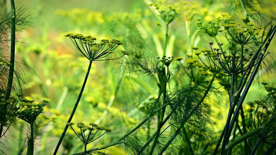 El ambientador más natural para tu casa es esta planta