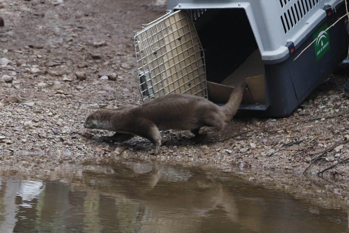 La nutria de Carlos III vuelve a la naturaleza