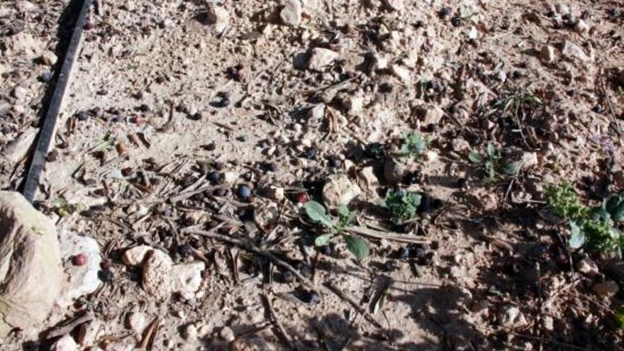 Olives al terra pels efectes de la mosca de l&#039;olivera.
