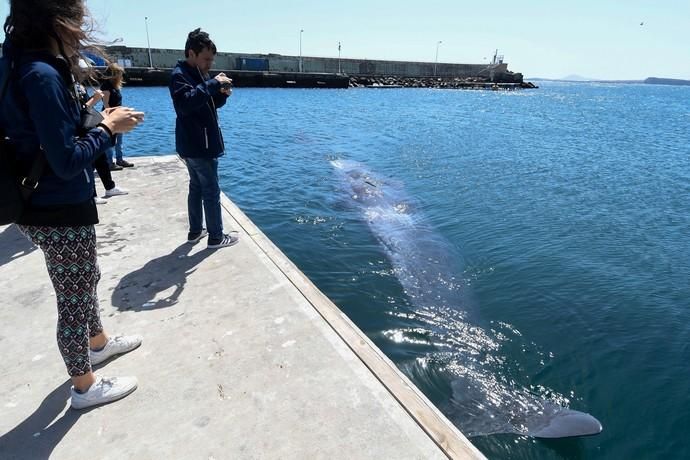 TELDE  13-03-19   TELDE. Localizan a una ballena cachalote hembra de nueve metros muerta flotando en la costa de Telde, la cual fue trasladada hasta el muelle de Taliarte a la espera de sus traslado al vertedero de Juana Grande donde le practicaran la necropsia. FOTOS: JUAN CASTRO