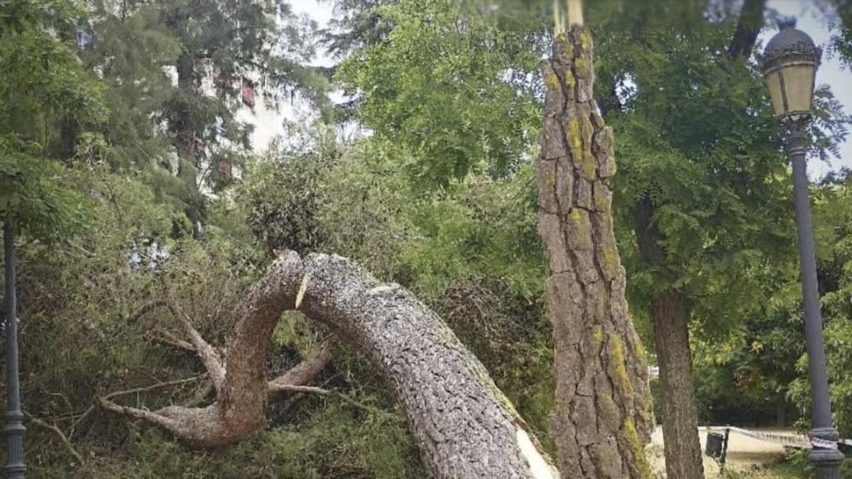 Video | ¿Por qué se caen los árboles en Extremadura cuando hay viento?