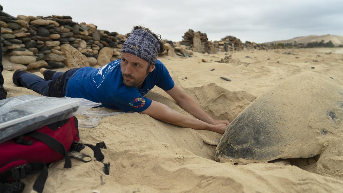 José Luis Crespo, de la Fundació Oceanogràfic, realitza una ecografia a una tortuga marina