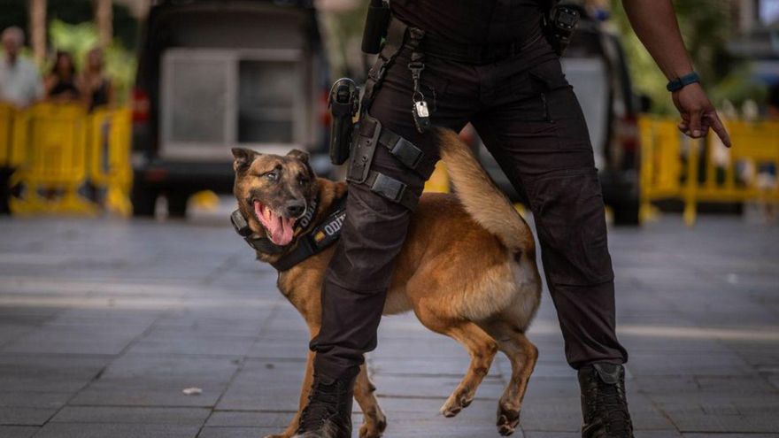 Prisiones creará una unidad canina en Tenerife para prevenir la entrada de drogas