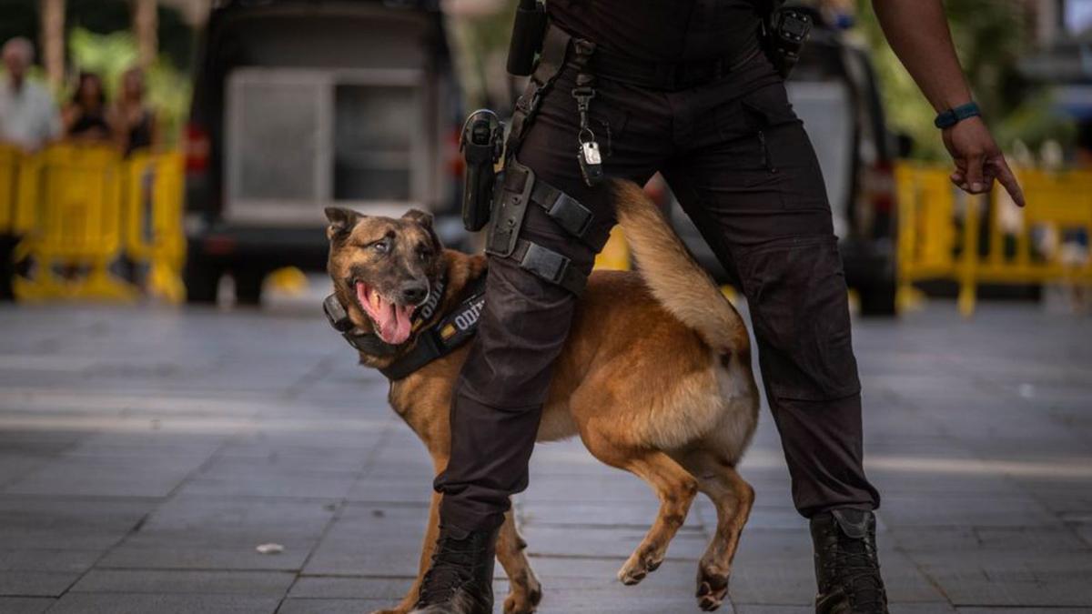 Un agente canino de la Policía Local de Santa Cruz.