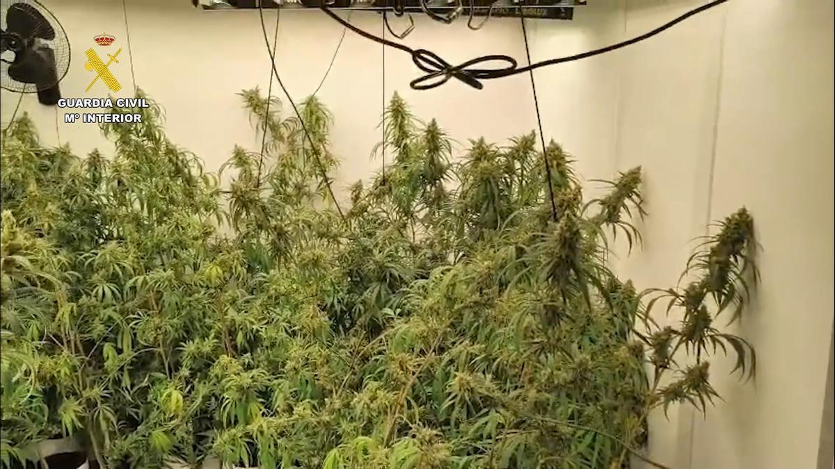 Imagen de una de las dos plantaciones de marihuana.