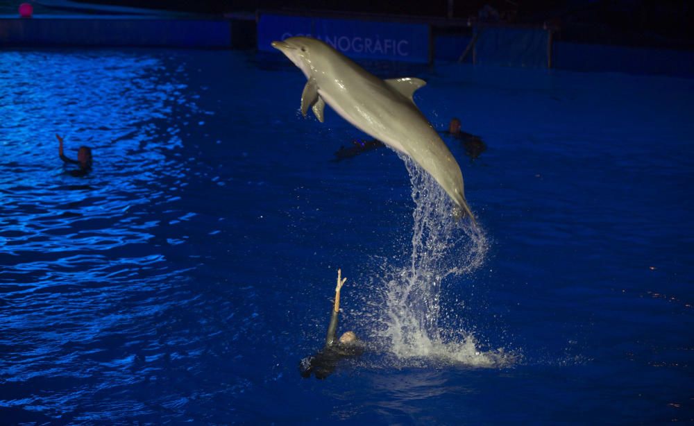 Estreno de las Noches de l'Oceanogràfic