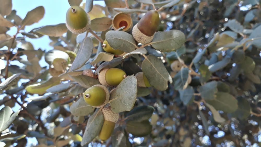 Detall. A la imatge, detalls de glans d’una alzina. De fet, aquest fruit s’ha destinat des de l’antiguitat a alimentar ramats de porcs, ovelles i cabres. També és un deliciós aliment per als esquirols.