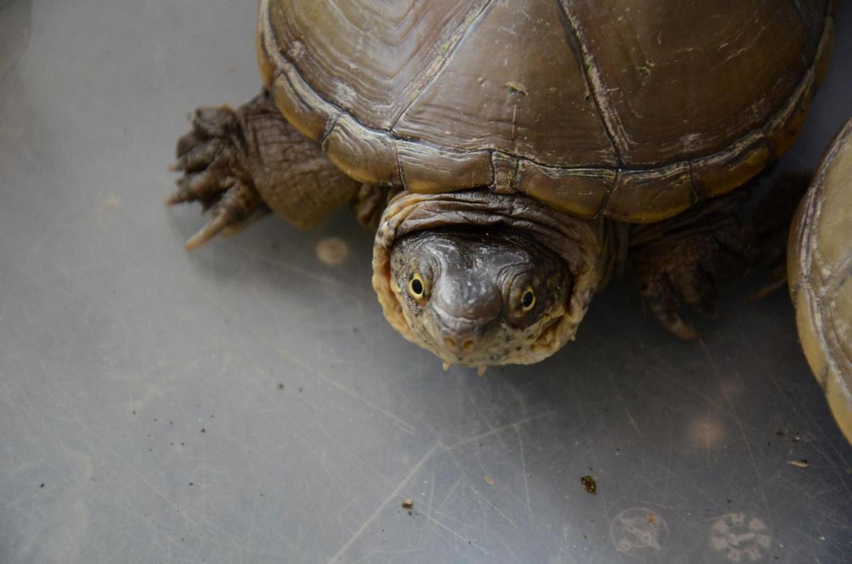 Juzgan a una pareja por tener en Mallorca el mayor criadero ilegal de tortugas de Europa