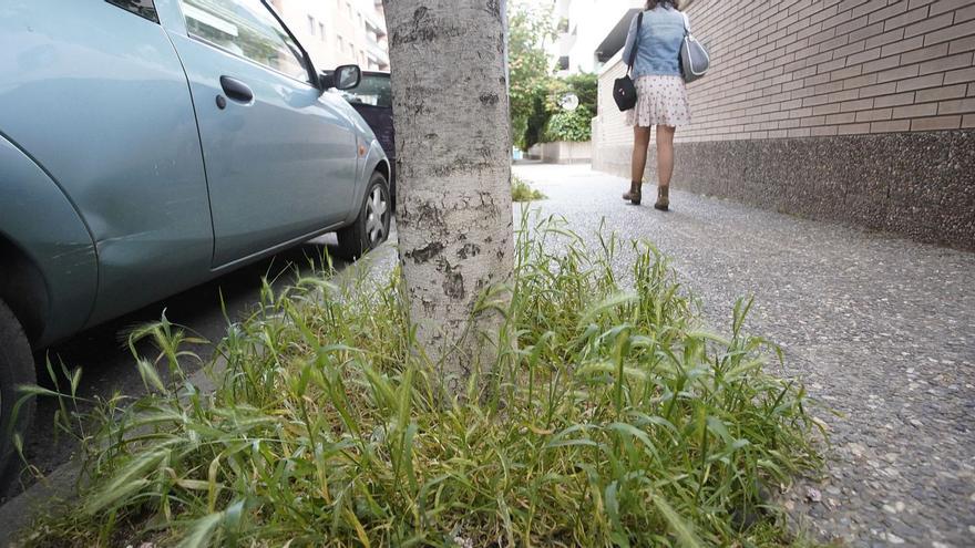 Controvèrsia per la decisió de deixar créixer les plantes a les voreres