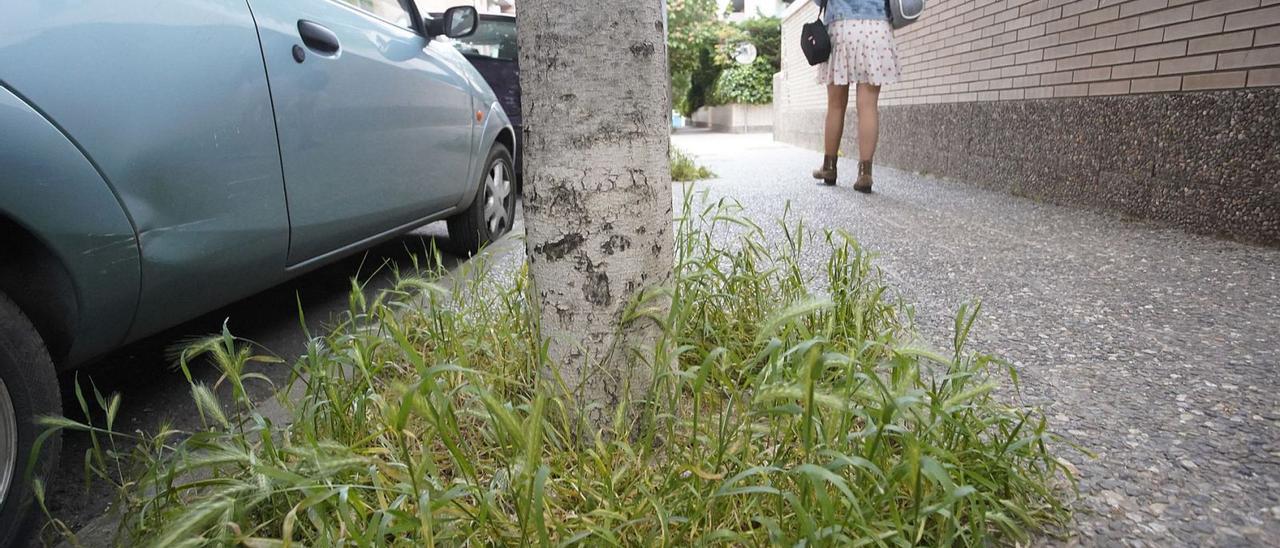 Herbes en un escocell a l’entorn de la parròquia de sant Pau que han anat sortint espontàniament. | MARC MARTÍ