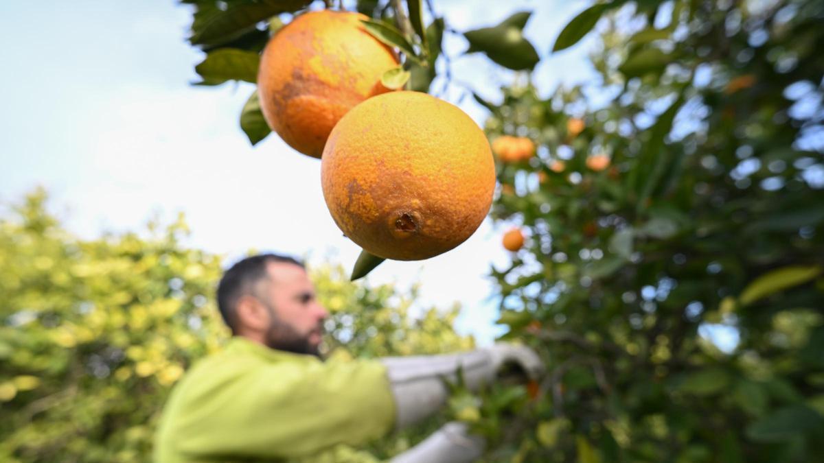 Un collidor, en una explotación de naranjas de Alicante, en una imagen reciente.