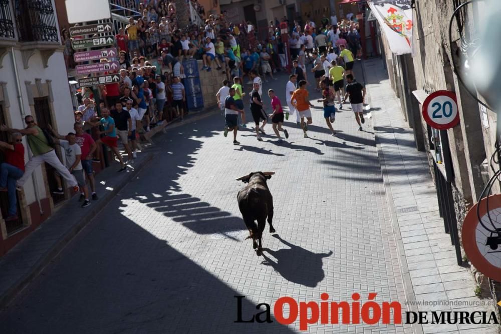 Suelta de toros en Moratalla