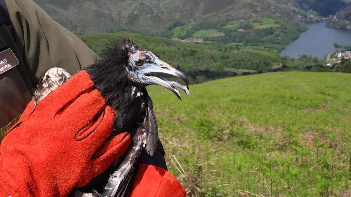 El alimoche soltado en el parque de Redes