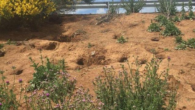 Huras en las inmediaciones de la A-11, en Morales de Toro