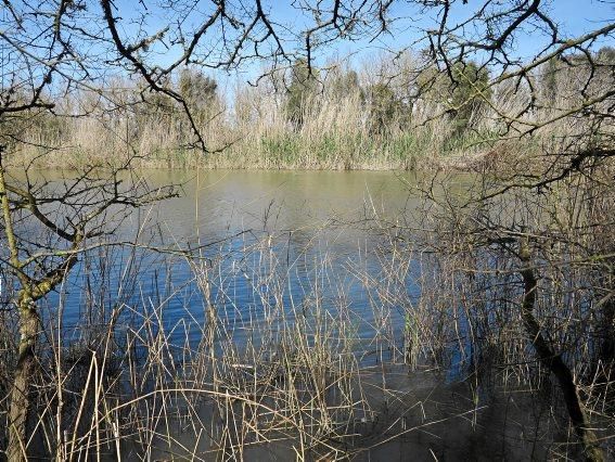 Albufera