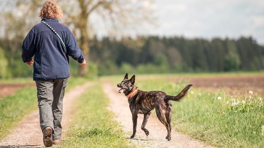 El 'paseo del perro' diario: el simple ejercicio que equivale a 15 minutos de carrera y quema calorías