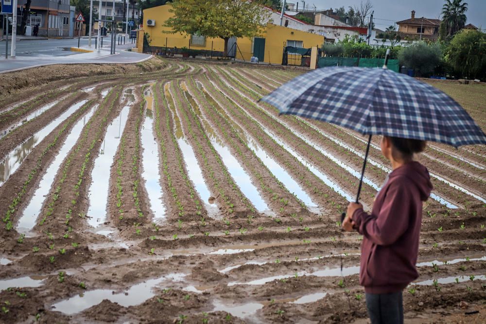 Las lluvias han dejado entre 15 y 30 litros por metro cuadrado en la Vega Baja