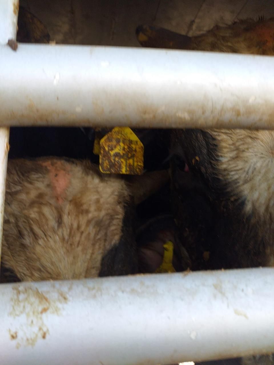 Las imágenes de los terneros en el interior de los camiones paralizados en el Puerto de Cartagena