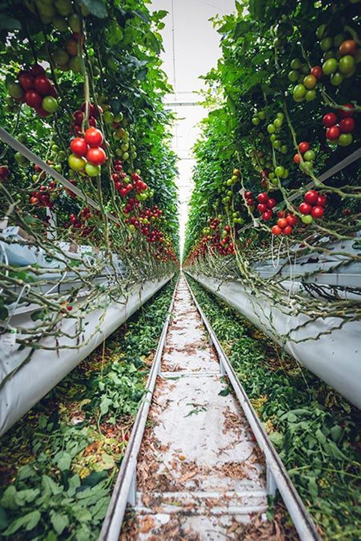 huerta tomates