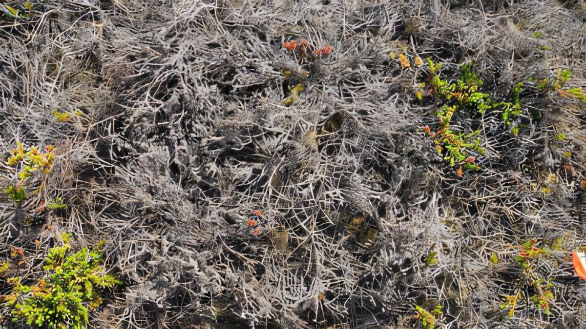 El Empetrum nigrum muere debido al calentamiento invernal extremo.