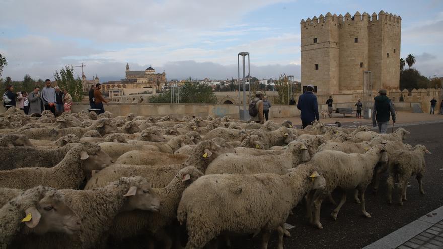 Trashumancia: Cientos de ovejas cruzan Córdoba