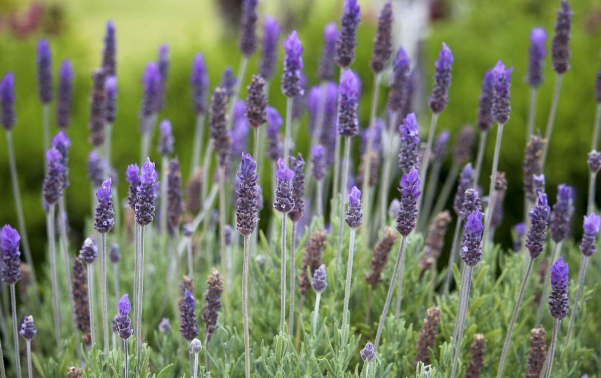 La lavanda, además de resistente al sol, contribuye a refrescar el ambiente. | FIRMA
