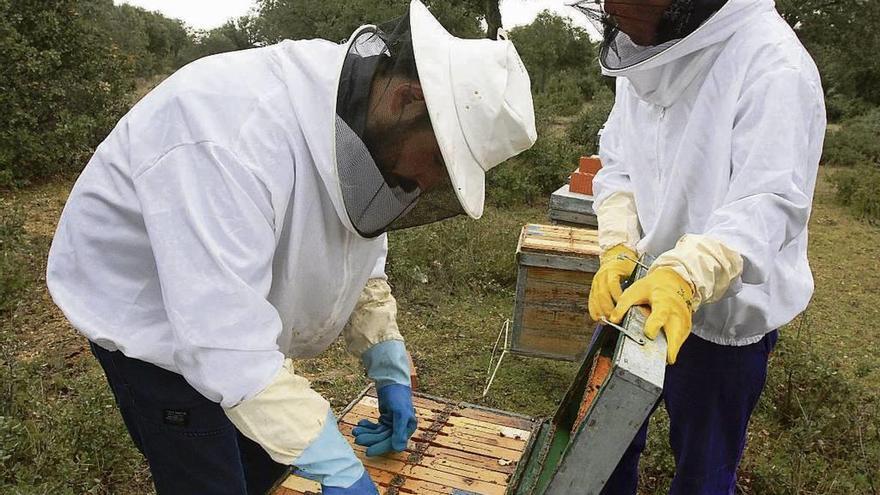 Jóvenes apicultores instalan un invernadero de abejas en el Monte Coto de Venialbo.